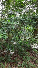 Pavetta hongkongensis