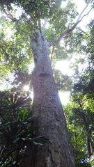 Dipterocarpus grandiflorus