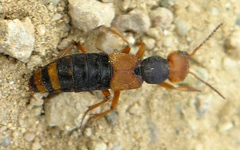 Dinothenarus chrysocomus