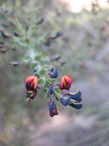Image of Daviesia arenaria by (c) Andrew Thornhill, some rights reserved (CC BY)