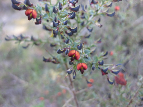 Image of Daviesia arenaria by (c) Andrew Thornhill, some rights reserved (CC BY)