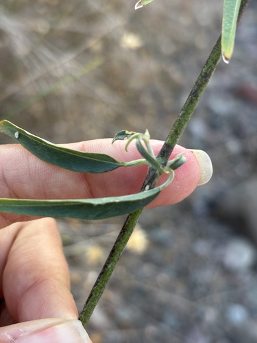Image of Callaeum macropterum by (c) Sula Vanderplank, some rights reserved (CC BY)