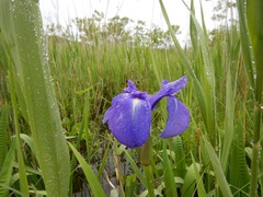 Iris laevigata