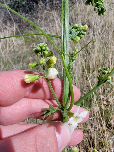 Image of Marah horrida by (c) Colin J Pryor, some rights reserved (CC BY)