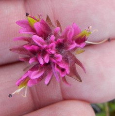Castilleja lemmonii