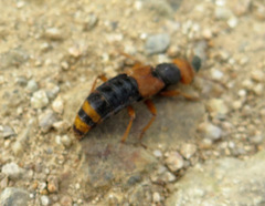 Dinothenarus chrysocomus
