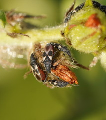 Oxycarenus luctuosus