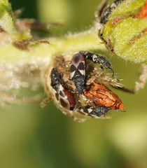 Oxycarenus luctuosus