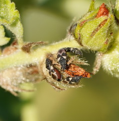 Oxycarenus luctuosus