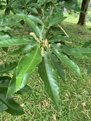 Castanea sativa