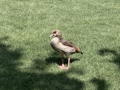 Alopochen aegyptiaca