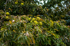 Maclura pomifera