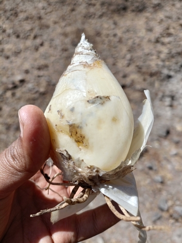 Drimia indica