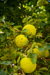 Maclura pomifera