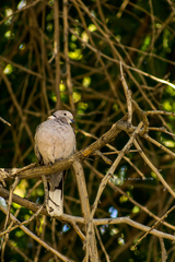 Streptopelia decaocto