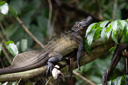 (Sulawesi) Sailfin Lizard, Hydrosaurus celebensis