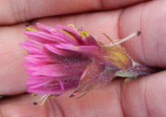 Castilleja lemmonii