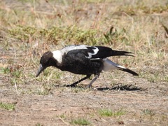 Gymnorhina tibicen