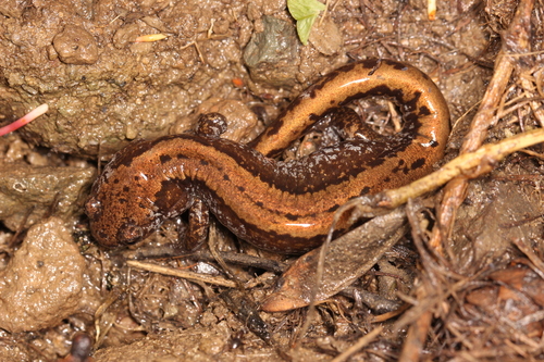 Three-toed Salamander