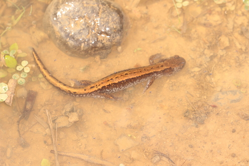 Three-toed Salamander