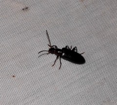 Statira