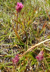 Castilleja lemmonii