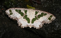 Scopula divisaria