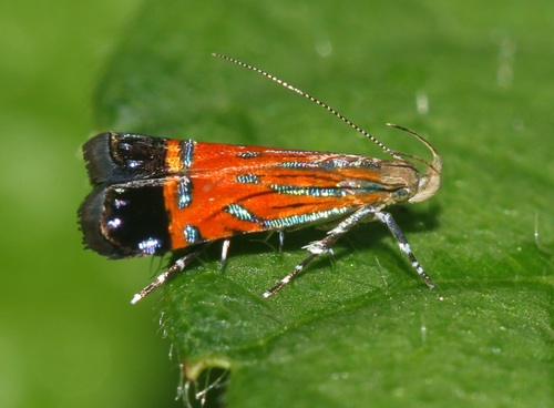 Tricyanaula aurantiaca (Walsingham, 1887)
