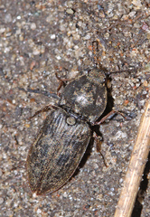 Prosternon tessellatum