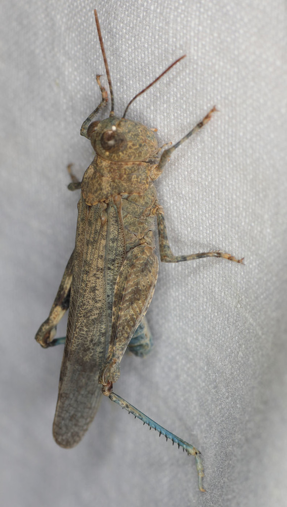 Inyo Blue-wing Grasshopper