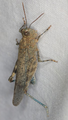 Trimerotropis leucophaea