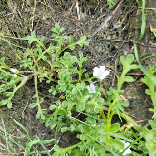 Littlefoot nemophila (Nemophila pedunculata)