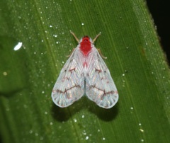 Saccharodite coccinea