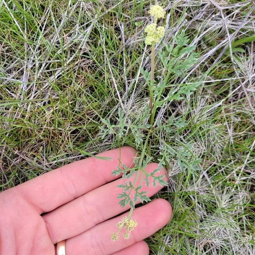 Peck's lomatium (Lomatium peckianum)