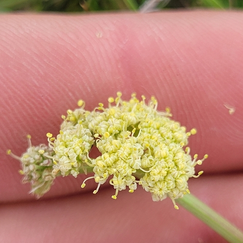 Image of Peck's lomatium by (c) Konshau Duman, some rights reserved (CC BY)