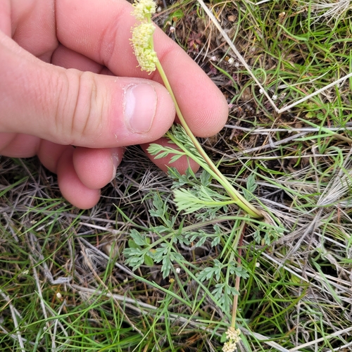 Image of Peck's lomatium by (c) Konshau Duman, some rights reserved (CC BY)