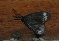Cyclosia panthona