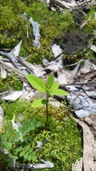 Santalum paniculatum