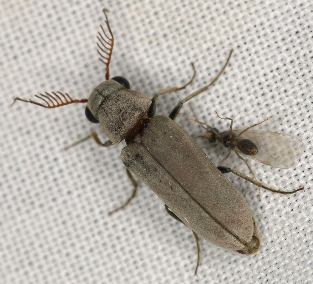 Euceratocerini