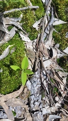 Santalum paniculatum