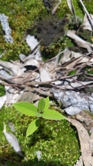 Santalum paniculatum