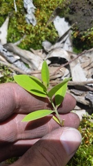 Santalum paniculatum