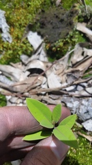 Santalum paniculatum
