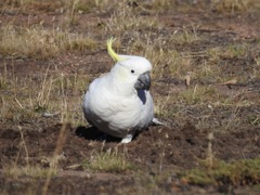 Cacatua galerita