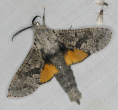 Prionoxystus robiniae