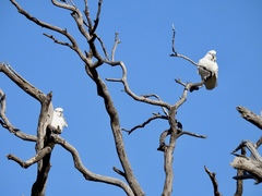 Cacatua galerita