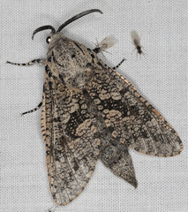 Prionoxystus robiniae