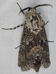 Prionoxystus robiniae