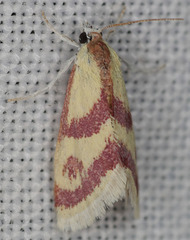Dichozoma parvipicta