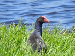 Porphyrio melanotus